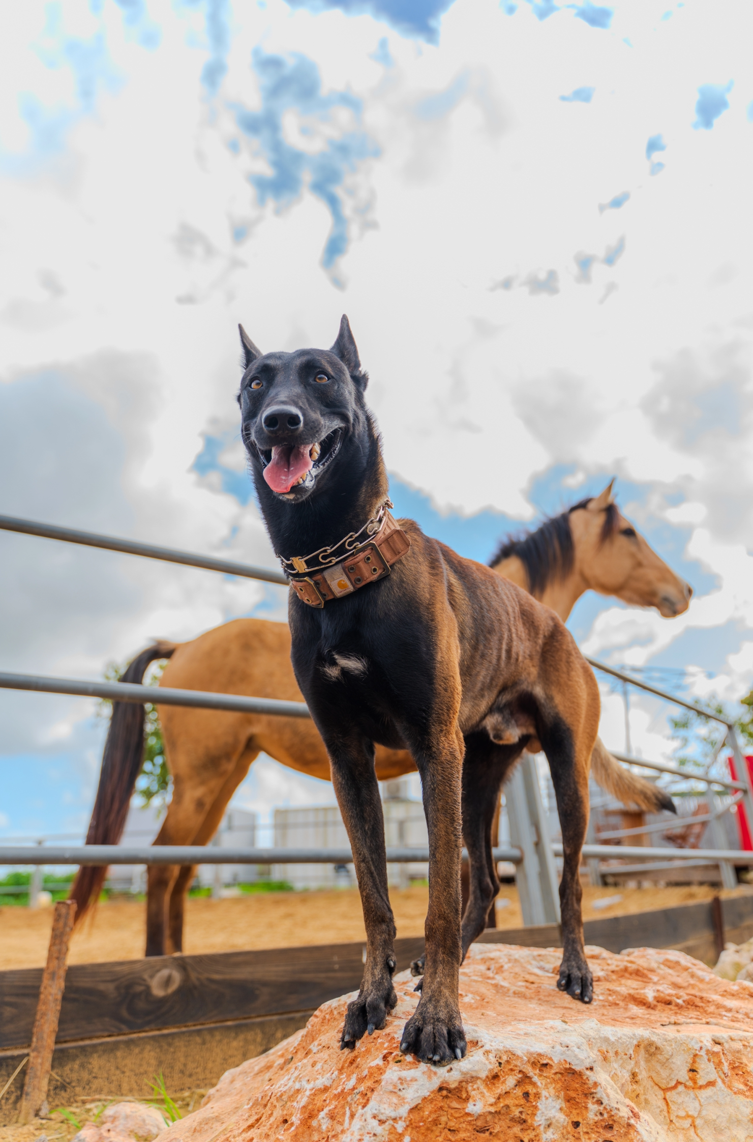 koda-dog-img