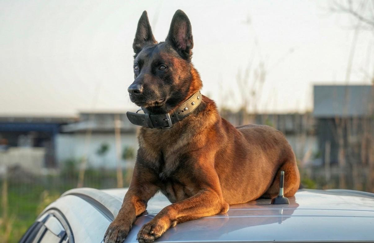 rex